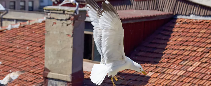 Residential Chimney Animal Removal Solution in La Mesa, CA